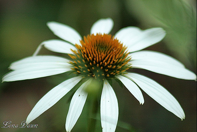 [Echinacea_LuckyStar2[8].jpg]