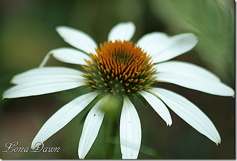 Echinacea_LuckyStar2