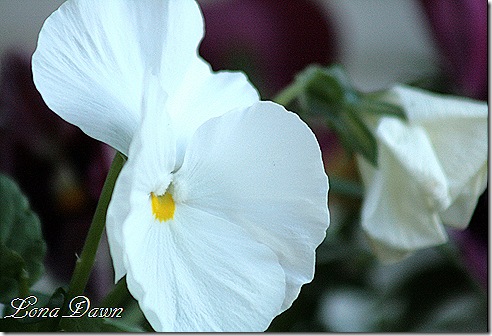 Pansy_Whites2