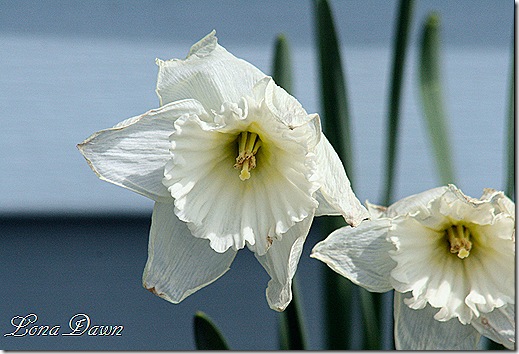 Daffodil_White