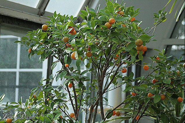 [Orange_Tree_Dec2[8].jpg]