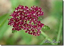 Achillea_Summerwine_July17