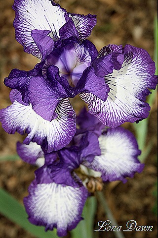 [OreoIris_May13[8].jpg]