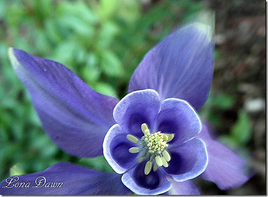 Columbine_Alpina