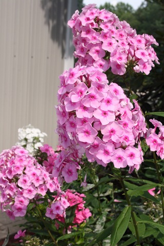 [Phlox_BrightEyes_July23[3].jpg]