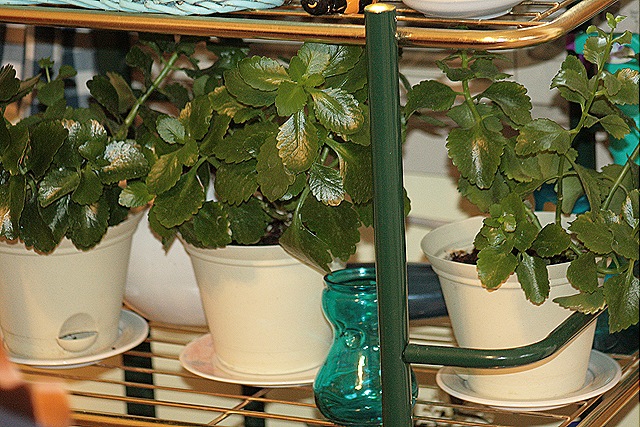 [Kolache_Plants[3].jpg]