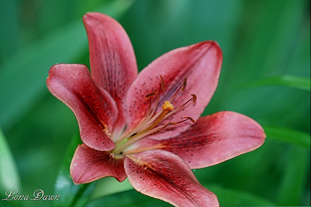 [Woodsbed_lily_Red[9].jpg]