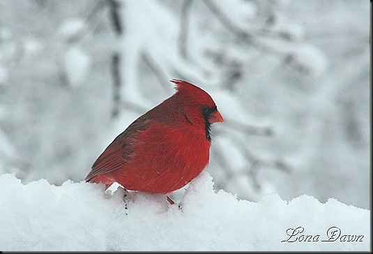 Cardinal3_Feb6