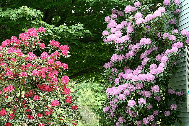 [Rhododendrons[8].jpg]