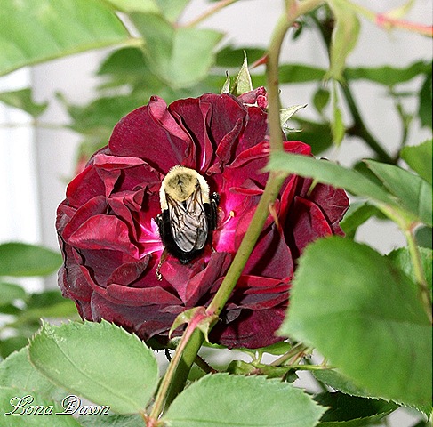 [Rose_EbbTide_BBee[8].jpg]
