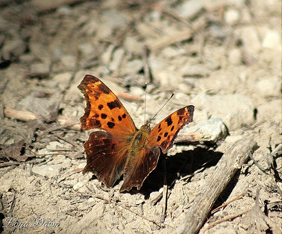 [OMC_Eastern_Comma_Butterfly[10].jpg]