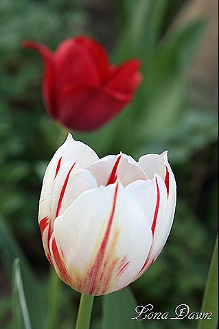 [Tulips_Red_Vareigated[8].jpg]