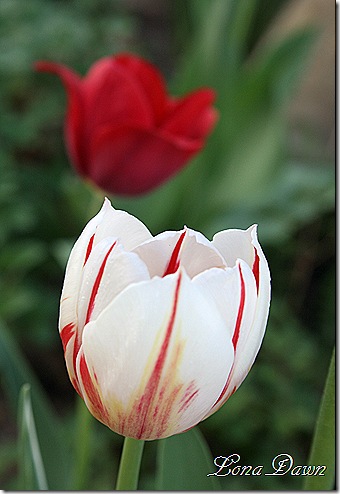 Tulips_Red_Vareigated