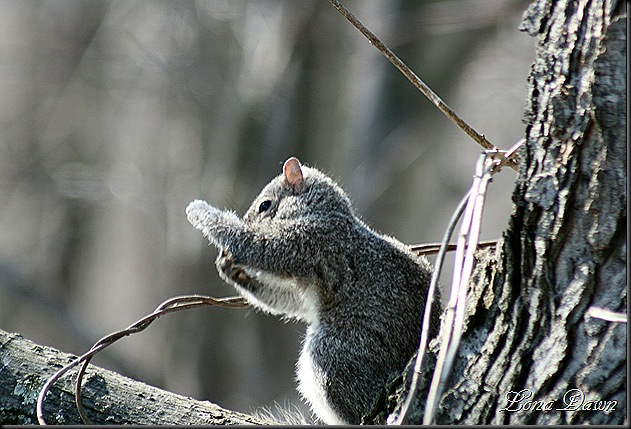Squirrel_Pest2