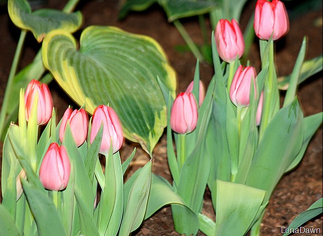 [CGS_PinkTulips6.jpg]