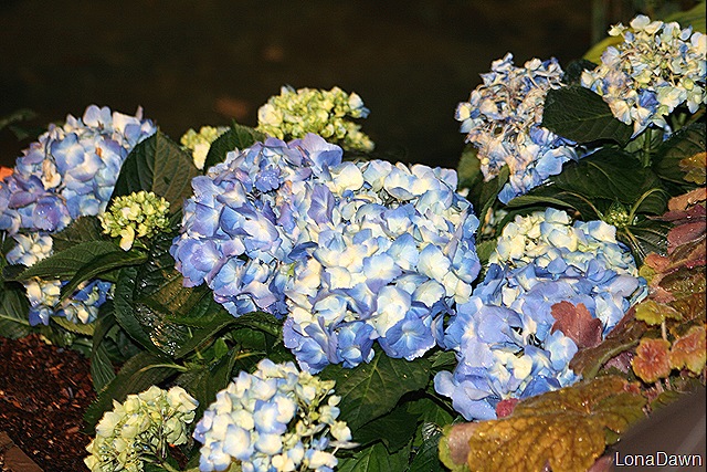 [CGS_BlueHydrangea5.jpg]