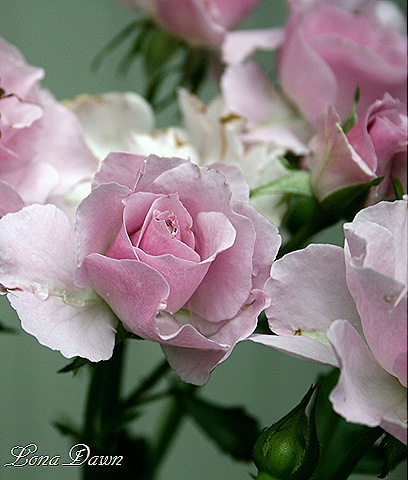 [Rose_LavenderSimplicity2_June28[8].jpg]