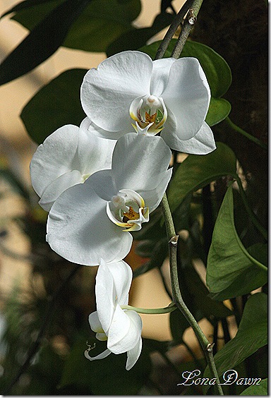 FPC_White_Orchids