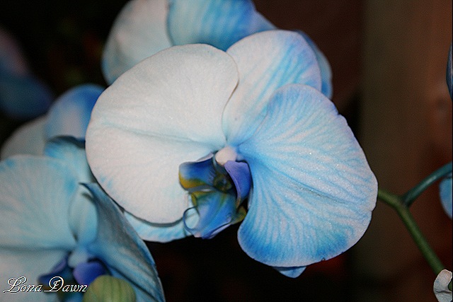 [HGS_Orchid_BluePhalaenopsis39.jpg]