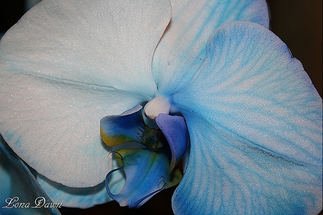 [HGS_Orchid_BluePhalaenopsis28.jpg]