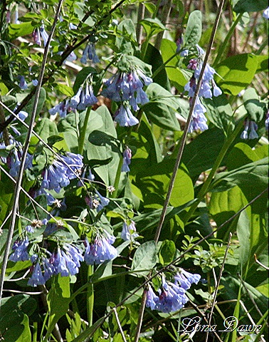 [CH_BlueBells2_Spring[7].jpg]