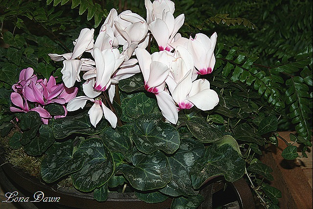 [HGS_Cyclamens[13].jpg]
