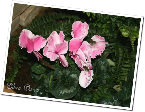 HGS_Cyclamens2