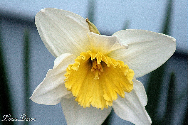 [Daffodil_First[10].jpg]