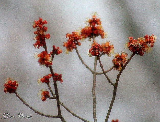 [Maple_Flowers_2011[12].jpg]
