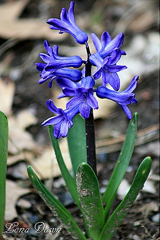 [Hyacinth_Blue[9].jpg]