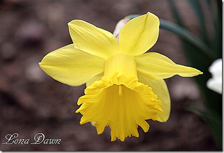 Daffodil_Trumpet
