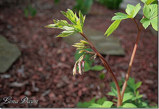 Dicentra_BleedingHeart_April13