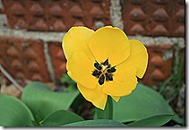 Tulip_Yellow