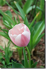 Tulip_PinkColourmagic