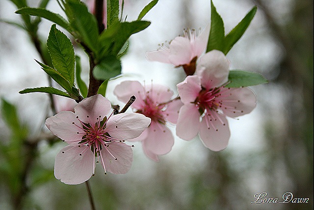 [PeachBlossoms[9].jpg]