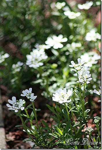 CandyTuft_Spring