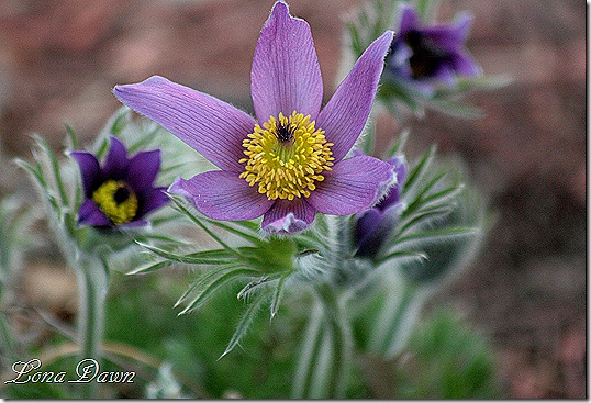 PasqueFlower4_PulsatillaVulgaris PasqueFlower4_PulsatillaVulgaris