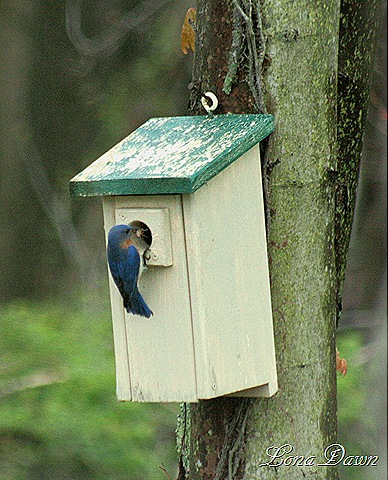 [Bluebird_Nesting[8].jpg]