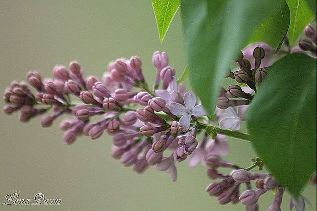 [Lilacs2[10].jpg]