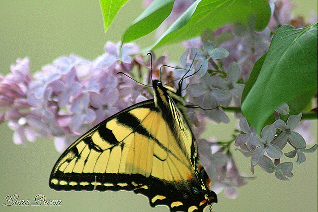 [Butterfly2_Lilac[8].jpg]