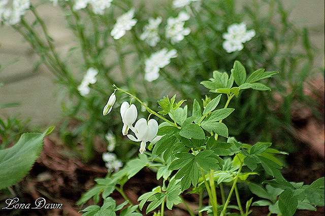 [BleedingH_Dicentra_Alba[8].jpg]