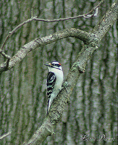 [Downey_Woodpecker[8].jpg]