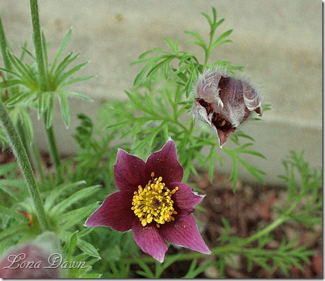 RedClock_PasqueFlower