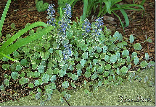 Ajuga_BurgundyGlow