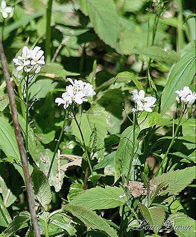 [CH_Lyre_LeavedRockcress[8].jpg]
