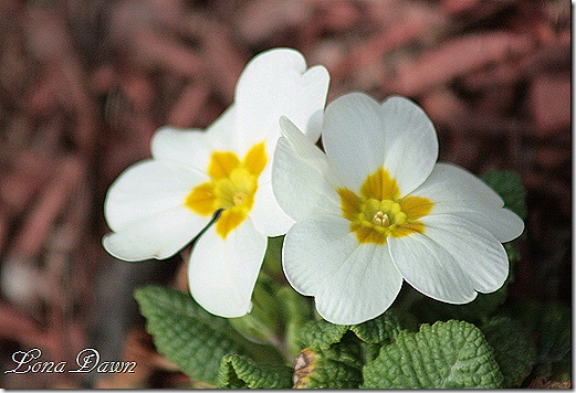 Primrose_White