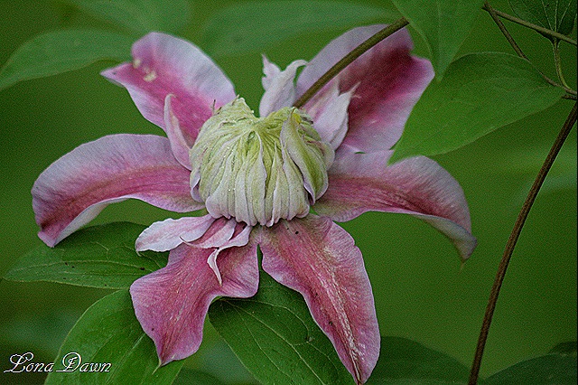 [Clematis_JosephineorFantasia_May16[10].jpg]