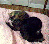 good thing we have a picture. they might not ever get this close to each other again.