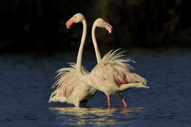 [flamencos FN[7].jpg]