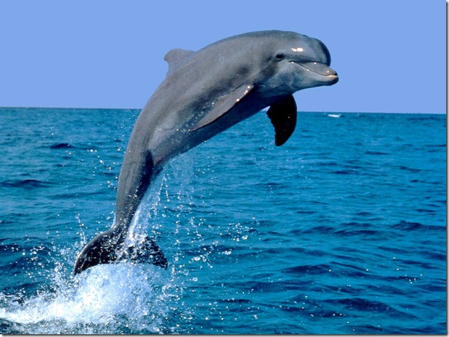 Delfin_Dennis_Widmark Delfin_Dennis_Widmark